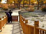 【内蒙古额济纳旗】二道桥：醉人的红柳亦是沙漠英雄植物