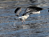 【观鸟笔记】灰背鸥二龄童沿堤岸折返飞行