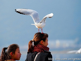 [转载]滇池红嘴鸥【1月21日多云上午】