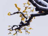 [转载]腊梅浅浅黄