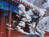 瑞雪卧佛寺（5）雪覆蜡梅涌暗香