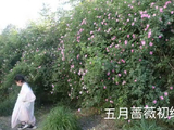 [转载]五月蔷薇初绽放（二）2025.05.04