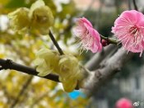 冬日杂咏·腊梅与梅花