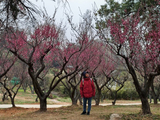 [转载]她在梅花丛中
