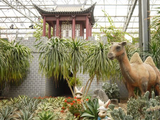 寿光菜博会珍奇植物馆参观（3）