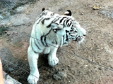 11月末唐山动物园的白虎