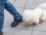 比熊犬穿鞋遛弯萌态尽显