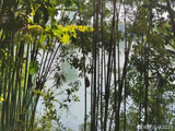 【花卉园地】竹韵