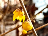 劫后余生的腊梅花