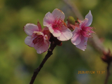 [转载]云南早樱十月樱/摇身一变冬樱花
