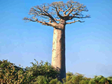 被称作“生命之树”的猴面包树【马达加斯加】