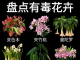 【花卉园地】盘点有毒花卉