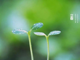 立春|春阳萌动，万物复苏，艾灸护肝壮阳气，播种一年健康！