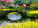[转载]古桥、春花、老牛，美如画！
