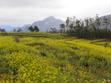 春游云南11：罗平油菜花·金鸡峰丛