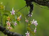 【花卉园地】华西蝴蝶兰--树干上浮生的花仙子