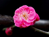 [转载]学摄影（889）红梅绽放贺新春