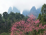 [转载]春到大瑶山-桃花开满园