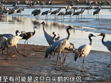 【动物世界】白头鹤国家一级保护动物3