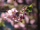 [转载]冬樱尚在春樱至/北京西路河津樱