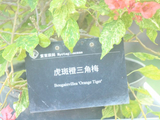 华南国家植物园、勒杜鹃、虎斑橙三角梅