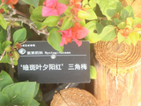 华南国家植物园、勒杜鹃、暗斑叶夕阳红三角梅