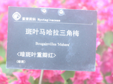 华南国家植物园、勒杜鹃、斑叶马哈拉三角梅