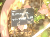 华南国家植物园、勒杜鹃、罗莎·卡特琳娜三角梅
