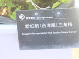 华南国家植物园、勒杜鹃、粉红豹（台湾版）三角梅