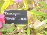华南国家植物园、勒杜鹃、赛弗里三角梅