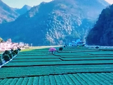 茶园美景