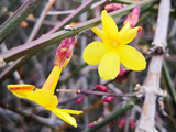 [转载]迎春花