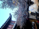 12231七绝·国七普济寺之老梅花落-丽江(11)-滇西十二日202602(51)