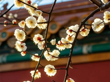 梅影红墙：古韵枝头觅芳华