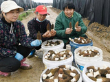 羊肚菌种植带动乡村双增收
