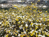 雪压迎春花【2026】--光影西河沿