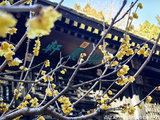 2026颐和园乐农轩赏腊梅