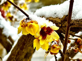 惊蛰飞雪，腊梅飘香（3）