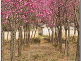 石林樱花艳