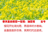 七绝·春天里的南国一樱花、油菜花【古今】