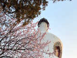 北海公园山桃花盛开映白塔