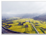 行走湘西：龙山靛房油菜花田