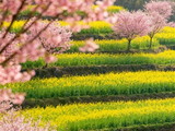春天最动人的样子，大概就是粉白的花树斜倚在金黄的油菜田边。
