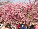 武汉东湖樱花园：早樱盛开，游人如潮