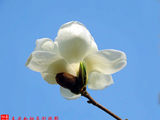 [转载]原创摄影：白玉兰花