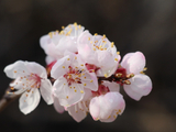 [转载]杏花赞