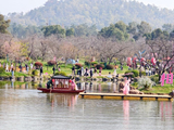 武汉东湖樱花园，赏樱花赏歌舞赏风景