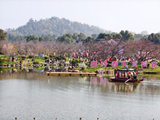 武汉东湖樱花园：风景这边独好！