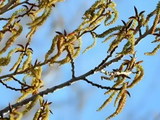 [转载]杨树的花穗
