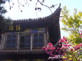 走遍中国—四川篇—光福寺樱花